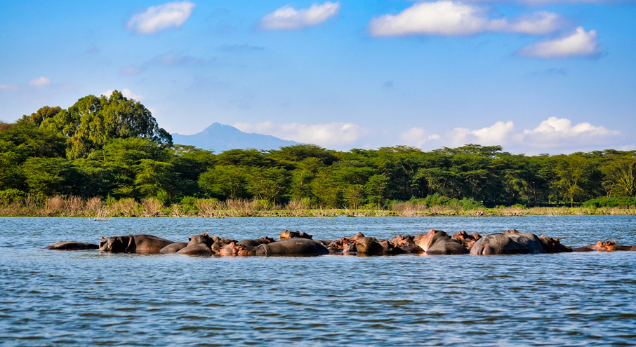 1 Day Lake Nakuru National Park gallery image 5